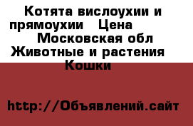 Котята вислоухии и прямоухии › Цена ­ 10 000 - Московская обл. Животные и растения » Кошки   